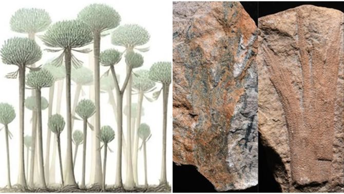 Phát hiện khu rừng hóa thạch cổ nhất thế giới: 390 triệu tuổi, có những dấu vết bí ẩn