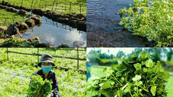 Loại rau sạch nhất Việt Nam: Được tưới nước giếng cổ 5.000 năm, rau sẽ chết nếu trồng nước bẩn
