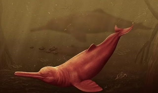 Kinh ngạc hóa thạch của loài cá heo lớn nhất thế giới niên đại 16 triệu năm chưa từng phát hiện trước đây