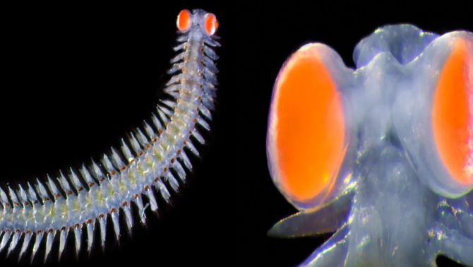 Loài giun biển kỳ lạ có đôi mắt nặng gấp 20 lần trọng lượng cơ thể, có thể làm thiết bị liên lạc