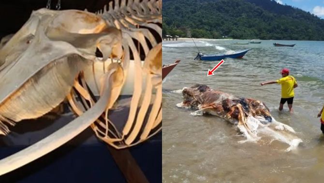 Bí ẩn xác sinh vật xuất hiện Malaysia: Bị đồn đoán là hài cốt của nàng tiên cá