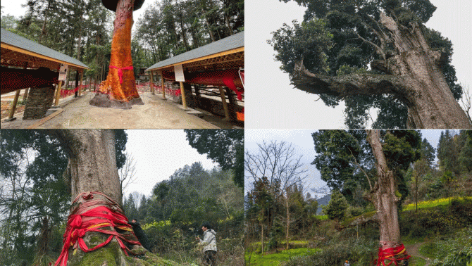 Cây gỗ quý hiếm 4300 tuổi cao 11 mét - kiệt tác thiên nhiên: Chủ nhân từ chối dù được trả 864 tỷ 