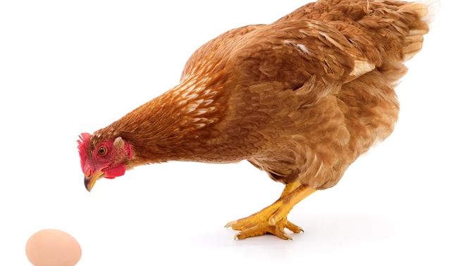 Con gà hay quả trứng có trước? Câu trả lời của nhà động vật học sẽ khiến nhiều người bất ngờ