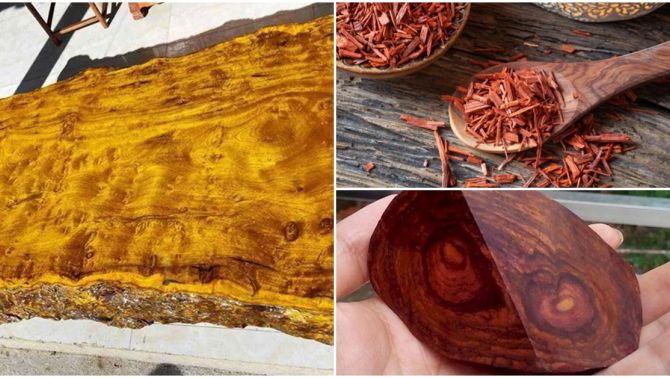 4 loại gỗ quý hiếm và đắt đỏ bậc nhất, riêng loại gỗ cuối từng có thể bị kết án tử nếu sử dụng