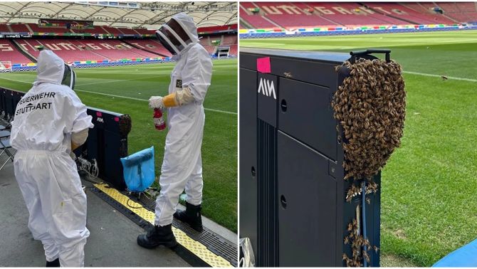 Đàn ong khổng lồ xâm chiếm sân vận động Euro 2024 chỉ vài giờ trước trận Đức và Hungary