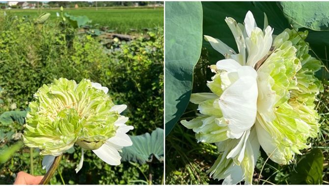 Bông sen Tịnh Đế quan âm siêu hiếm xuất hiện ở Nghệ An : 200m2 chỉ có 1 bông, được coi là điểm lành