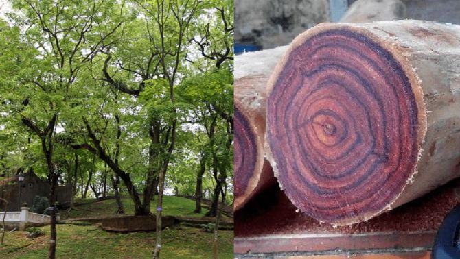 Giữa lòng thủ đô Hà Nội trồng những cây gỗ quý như vàng, có cho tiền 'lâm tặc' cũng không dám trộm