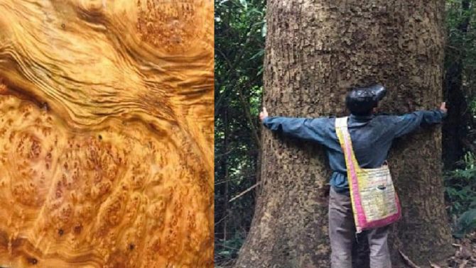 'Kỳ mộc' cực kì quý hiếm, cả Việt Nam chỉ còn 8 cây ngoài tự nhiên, giá trị 'đắt hơn vàng'