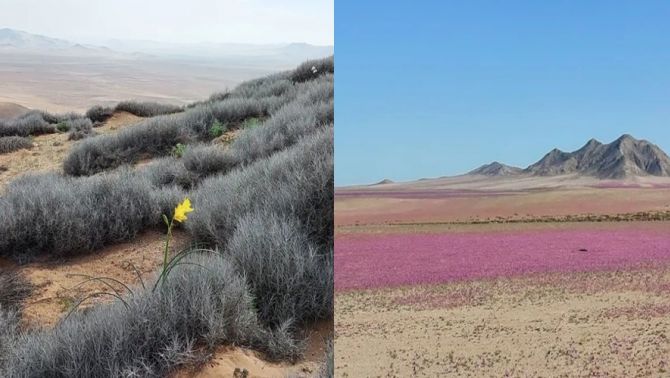Sa mạc khô cằn nhất thế giới lần đầu tiên có hoa nở, quang cảnh gây choáng ngợp