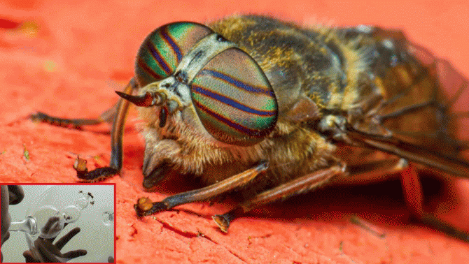 Ong mật có thể ngửi thấy mùi của người bị ung thư phổi, độ chính xác lên tới 93%?