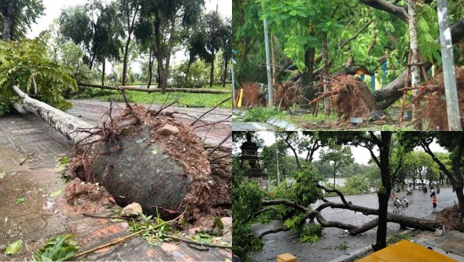 Lý do hơn 17.000 cây xanh ở Hà Nội dễ gãy đổ vì bão Yagi, vì sao nhiều cây vẫn giữ nguyên bọc bầu?