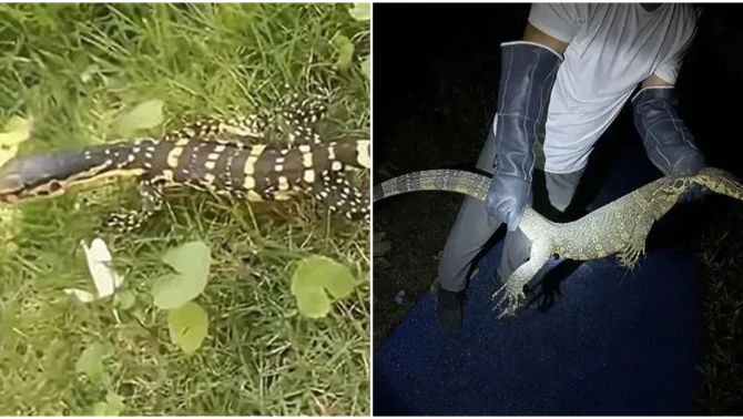 'Rồng vàng 5 móng' xuất hiện ở Trung Quốc, nước bọt cực độc, có thể sống tới 150 năm