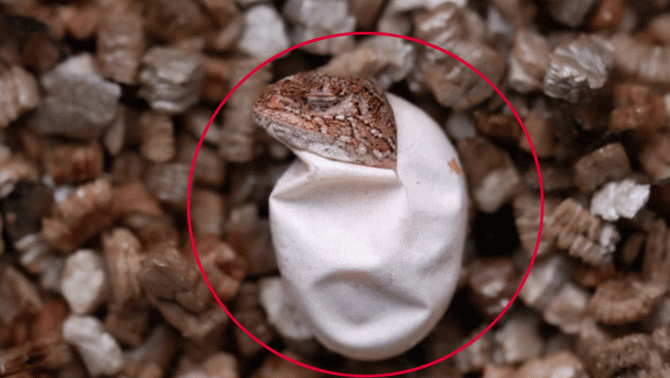 Bất ngờ phát hiện loài rồng tưởng chừng đã biến mất mãi mãi, quý hiếm bậc nhất hành tinh