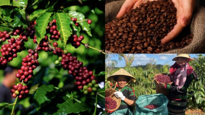 Giá cà phê hôm nay ngày 6/12: Giá cà phê bất ngờ ‘quay xe’ bật tăng dữ dội