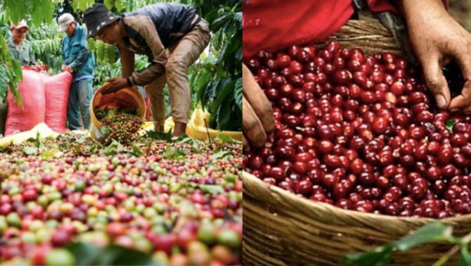 Giá cà phê hôm nay ngày 12/12: Hôm qua tăng nóng, nay giảm giá đến ‘khó lường’