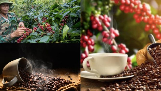 Giá cà phê hôm nay ngày 16/12: Bất ngờ với giá cà phê đầu tuần