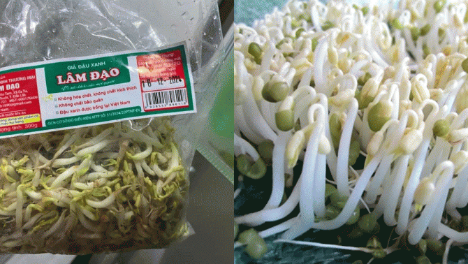 Cận cảnh bịch giá đỗ trong vụ 2.900 tấn ngâm chất cấm, hướng dẫn cách nhận biết giá đỗ truyền thống