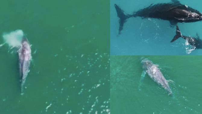 Loài cá voi đang có nguy cơ tuyệt chủng có thể sống tới 150 năm