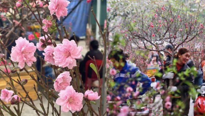 ‘Ngã ngửa’ trước giá đào Tết năm nay, người dân cuống cuồng mua đào vì sợ hết hàng