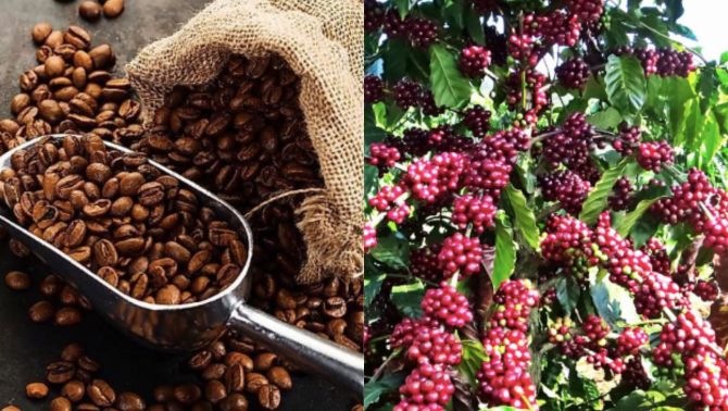 Giá cà phê hôm nay ngày 2/1: Giá cà phê chững lại, chờ đợi tín hiệu tăng giá