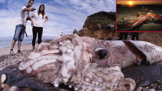 Ít ai biết về loài mực lớn nhất thế giới: Mắt to bằng một quả bóng, dài từ 12 đến 14 m, nặng 270kg