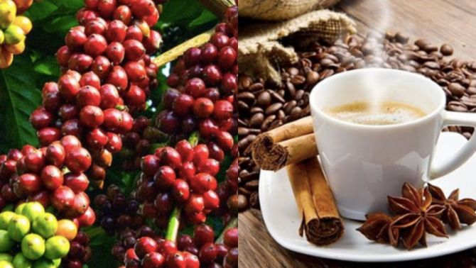 Giá cà phê hôm nay ngày 9/1: Giá cà phê vừa xanh lại đỏ sàn, người dân thấp thỏm theo dõi biến động
