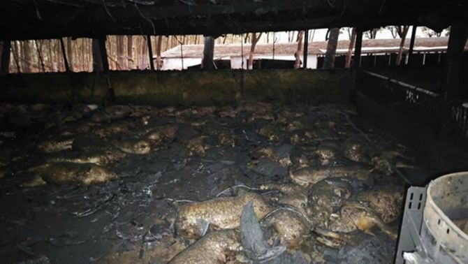 Tiết lộ nguyên nhân vụ cháy khiến 1.600 con lợn chết sạch, chủ trang trại mất hơn 6 tỷ đồng