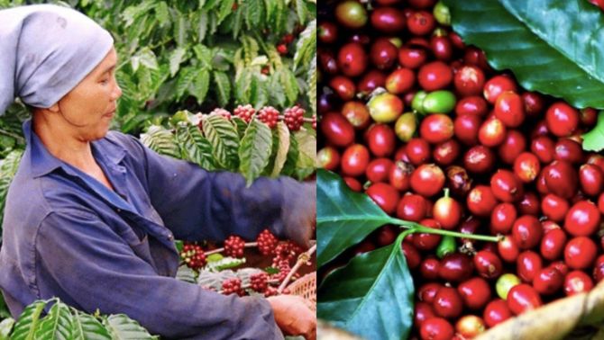 Giá cà phê hôm nay ngày 23/1: Giá cà phê tăng nóng, xuất hiện đỉnh mới