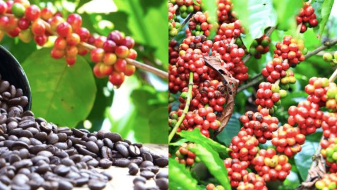 Giá cà phê hôm nay ngày 2/2: Giá cà phê lập đỉnh, giá tăng khiến người trồng phấn khởi