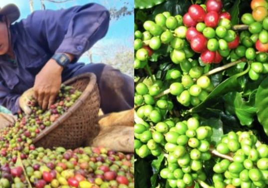 Giá cà phê hôm nay ngày 4/2: Giá cả tăng giảm ‘chóng mặt’, người dân buồn vui lẫn lộn