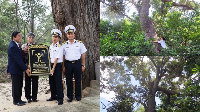 Loài cây cứng như sắt, quý hơn vàng, cả thế giới chỉ còn 13 cây ở Việt Nam, sở hữu cái tên đặc biệt