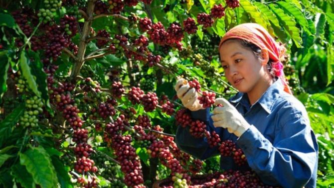 Giá cà phê hôm nay 7/3: Bắt đầu giảm sau chuỗi ngày tăng vùn vụt, tỉnh có giá thấp nhất là bao nhiêu?