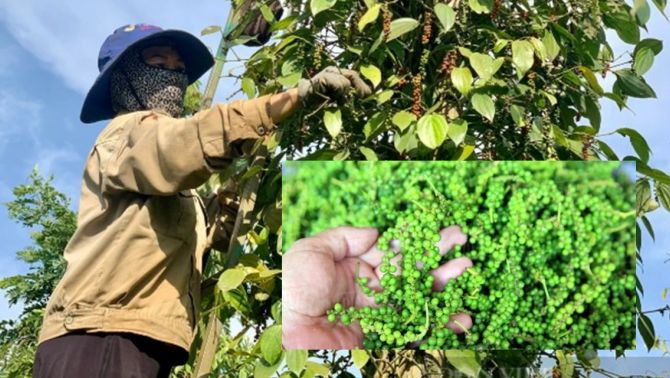 Giá hồ tiêu hôm nay 14/3: Trong nước duy trì mức tăng 2 ngày lên tiếp, thị trường thế giới ổn định