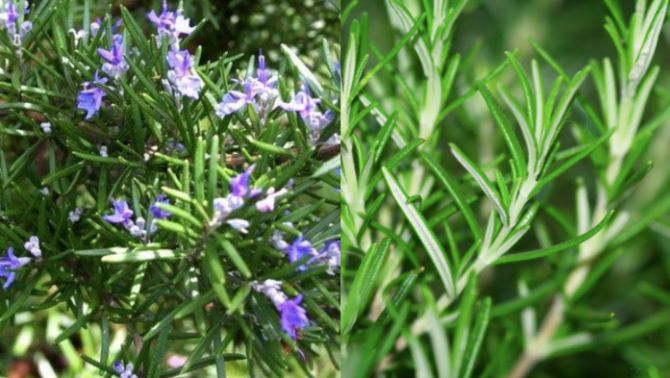 Sự thật bất ngờ: Loại thảo dược quý hiếm nhưng người Việt lại chỉ làm cây cảnh