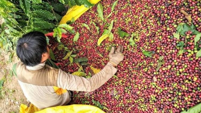 Giá cà phê hôm nay 21/3: Hôm qua 'leo đỉnh' nay đã 'tụt dốc không phanh', người tiêu dùng đón tin vui