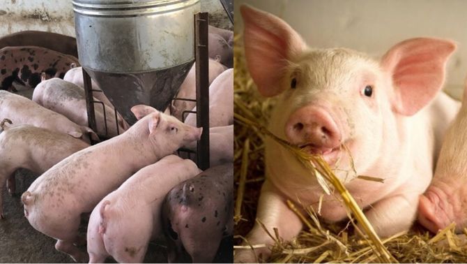 Giá heo hơi hôm nay 21/3: Khu vực miền Nam vẫn ‘sôi động’ nhất nước dù có chiều hướng giảm nhẹ
