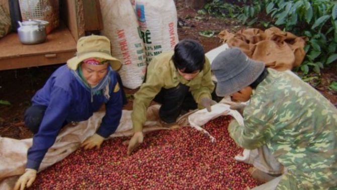 Giá cà phê hôm nay 23/3: Robusta liên tục tăng mạnh mẽ, thời cơ xuất khẩu cà phê Việt Nam đã đến!