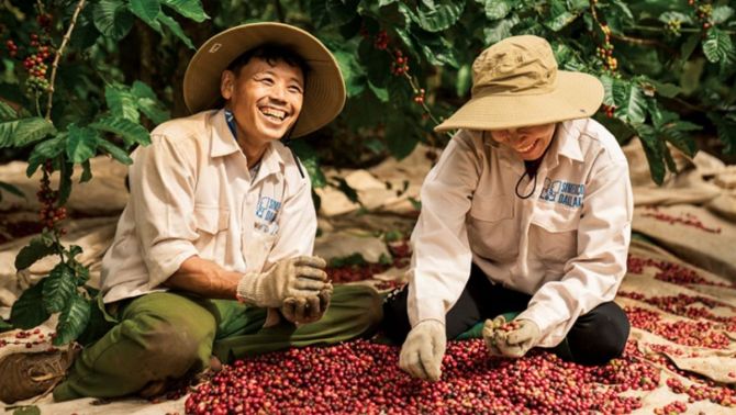 Giá cà phê hôm nay 25/3: Giảm liên tiếp 2 ngày, người nông dân phải đứng trước 2 lựa chọn