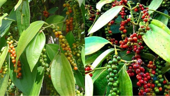 Giá tiêu hôm nay 25/3/2025: Nội địa đồng loạt giảm mạnh, thế giới xuất hiện biến động 