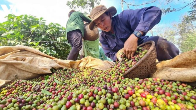 Giá cà phê hôm nay 26/3: Tăng sốc trên 135.000 đồng/kg, người tiêu dùng xanh mặt đổi hướng mua sắm