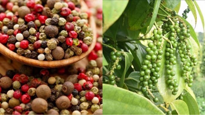 Giá tiêu hôm nay 26/3/2025: Nội địa tăng mạnh trở lại, thế giới vẫn rất trầm lắng