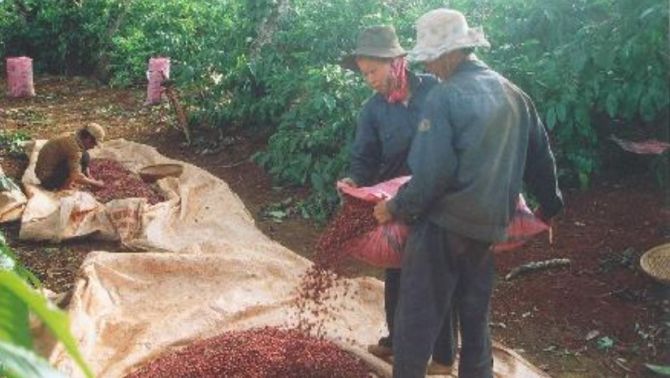 Giá cà phê hôm nay 27/3: Giữ mức cao kỷ lục dù đã giảm do người nông dân vẫn ôm hàng chưa chịu bán