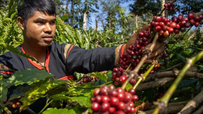 Giá cà phê hôm nay 28/3: Giảm đột ngột sau 2 ngày đu đỉnh và sẽ còn tiếp đà này trong thời gian ngắn