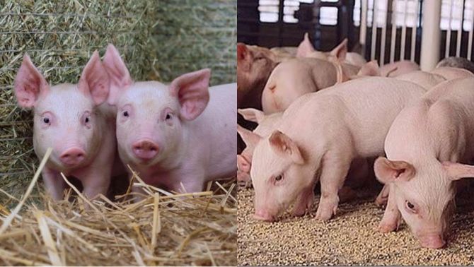 Giá heo hơi hôm nay 28/3: Toàn quốc đồng loạt hạ giá, ghi nhận mức thấp nhất là 66.000 đồng/kg