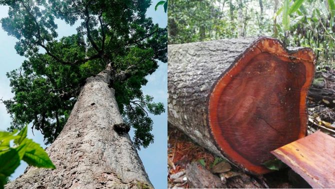 Việt Nam có loại cây gỗ quý trong nhóm Tứ Thiết, được coi như ‘báu vật’: Giá lên đến vài chục triệu đồng/m3