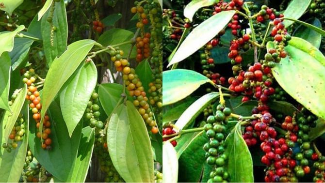 Giá tiêu hôm nay 28/3/2025: Nội địa ổn định ở mức cao, thế giới có biến động nhẹ