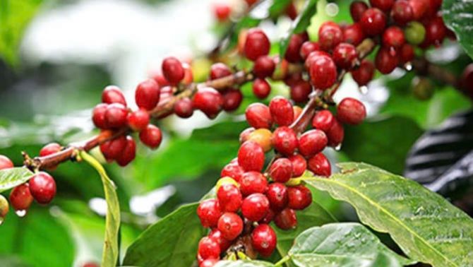 Giá cà phê hôm nay 29/3: 'Hiện tượng lạ' khi giá thì giảm còn người nông dân thì vẫn ôm hàng 