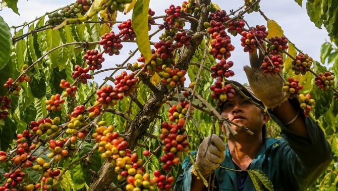 Giá cà phê hôm nay 30/3: Giảm nốt ngày cuối tuần, dự báo thị trường sẽ còn bất ổn và khó đoán!