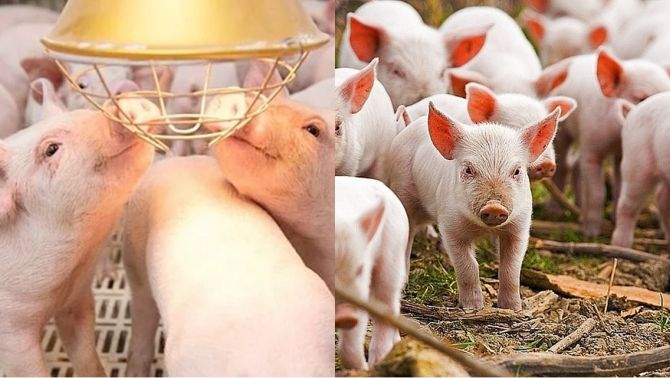 Giá heo hơi hôm nay 30/3: Liên tục rớt giá trong tuần qua, nhiều nơi ở ngưỡng dưới 70.000 đồng/kg