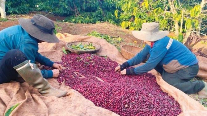 Giá cà phê hôm nay 31/3: Đầu tuần giữ phong độ chờ 'cơn sóng' tăng mạnh sắp tới